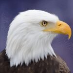 Flying Bird Eagle Simulator 3D MOD APKs 1.13 (Unlimited Money)