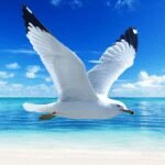 The Seagull MOD APKs 1.1.5 (Unlimited Money)